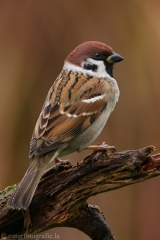 151 Feldsperling - Passer montanus